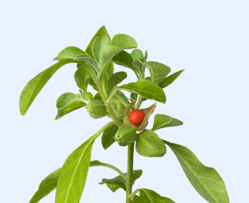 ashwagandha-plant-with-red-berry